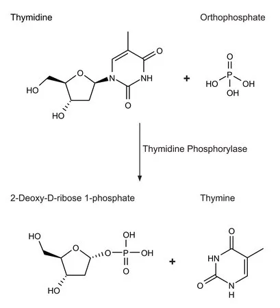 Sigma-Aldrich 胸苷磷酸化酶，重组 来源于大肠杆菌，重组体，在大肠杆菌中表达，缓冲水溶液，≥900单位/mL，0.2 μm过滤