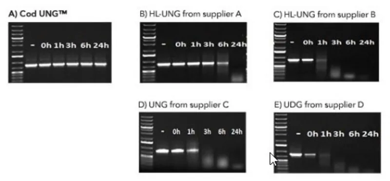 Sigma-Aldrich Heat-labile Cod Uracil-DNA Glycosylase，重组体，在大肠杆菌中表达，不含Triton和甘油