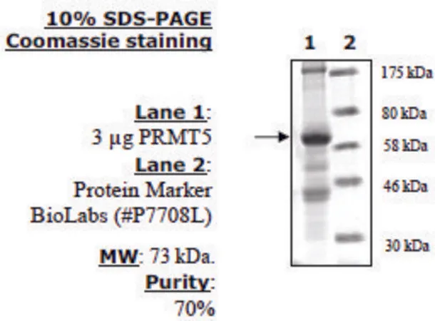 Sigma-Aldrich PRMT5/MEP50 Active human，重组，在杆状病毒感染的昆虫细胞中表达，≥70%（SDS-PAGE）